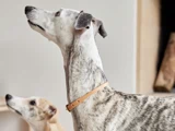 To greyhounds inde i et rum, den ene med lysbrun pels i baggrunden og den anden brindlet med et lysebrunt halsbånd i forgrunden; begge kigger opad.