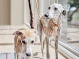 To whippets i snor står inde ved et vindue. Den ene hund er brun og hvid, den anden er grå og hvid med mørkere aftegninger. Begge har guldfarvede halsbånd på og kigger i hver sin retning.