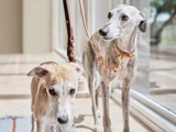To slanke hunde med kort pels, den ene lysbrun og den anden grå med sorte pletter, står inde ved et stort vindue i lædersnore og kigger i hver sin retning.