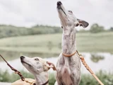 To greyhounds i snor med lys pels kigger opad udendørs, med sløret grønne omgivelser og et vandområde i baggrunden.