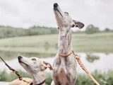 To greyhounds i snor kigger opad udendørs, med en sløret baggrund bestående af en sø og grønne marker.