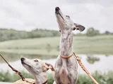 To greyhounds i snor står udendørs og kigger opad med løftede hoveder foran en sløret baggrund af grønne omgivelser og vand.