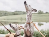 To greyhounds i snor kigger opad, med en sløret baggrund af grønne omgivelser og et vandområde bag dem.