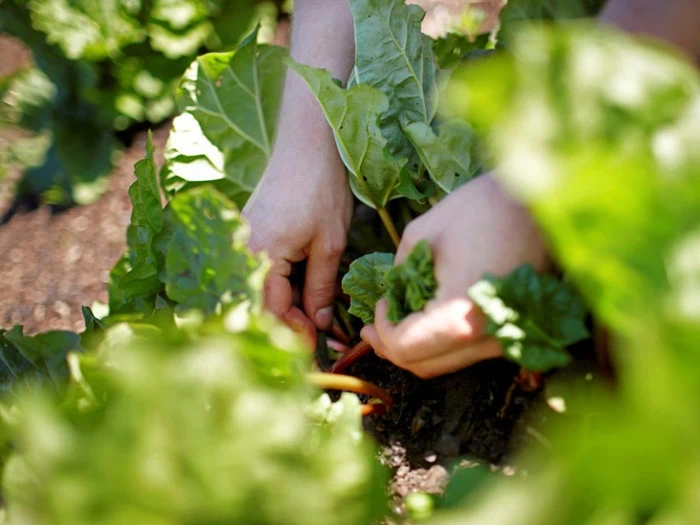 Hænder høster grønne grøntsager fra en have, omgivet af frodige, levende blade på en solrig dag.