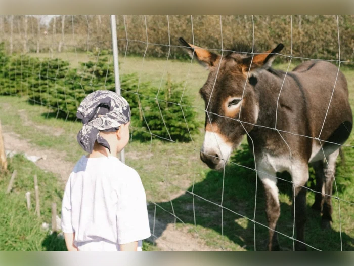 Ferie i Løkkenhytte - tæt på Vesterhavet hos Løkken Klit Camping - op til 6 personer
