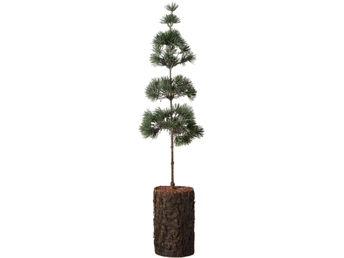 Et højt, slankt fyrretræ i potte med sparsomme grene, plantet i en cylindrisk beholder, der ligner en træstamme. Baggrunden er hvid.