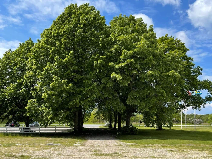 Miniferie på idylliske Læsø på Hotel Nygaard