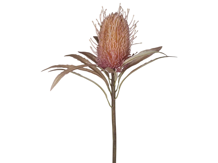 En enkelt pink protea-blomst med spidse kronblade og lange, slanke grønne blade på en høj stilk, isoleret på en hvid baggrund.