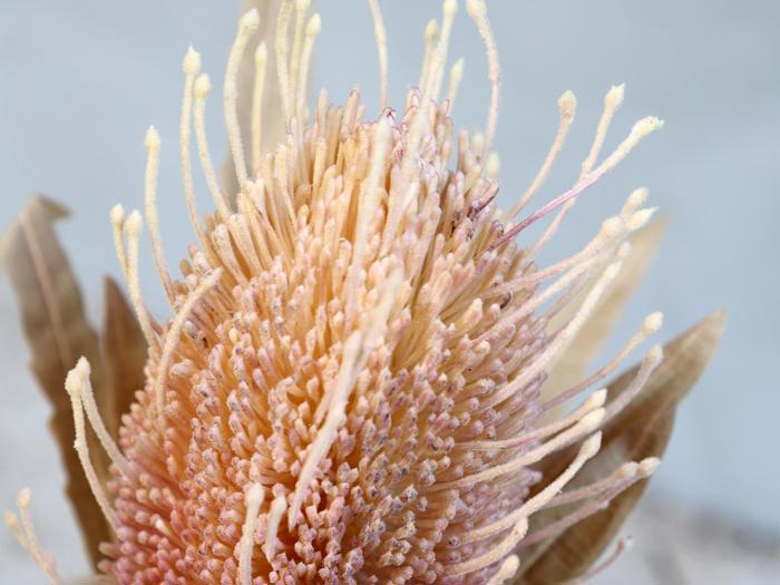 Nærbillede af en lyserød og cremefarvet blomst med mange lange, tynde støvdragere og tørre, brune blade i baggrunden.