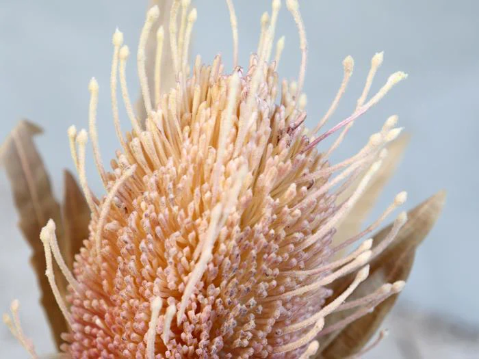 Nærbillede af en lyserød og cremefarvet blomst med mange lange, tynde støvdragere og tørre, brune blade i baggrunden.