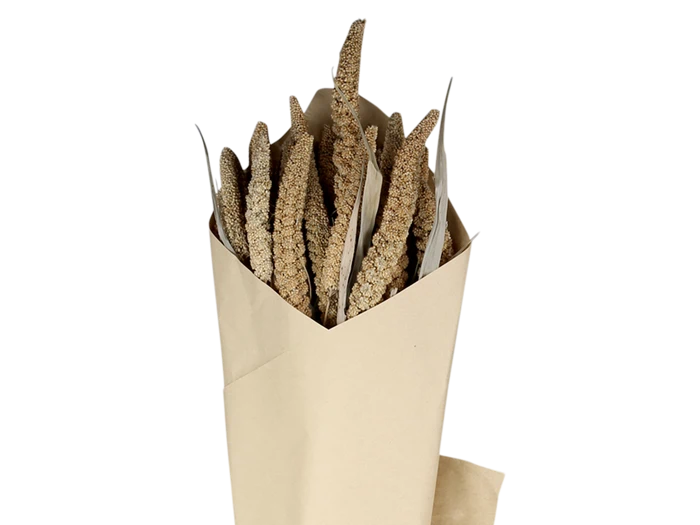 En buket tørrede hirsestængler pakket ind i almindeligt brunt kraftpapir mod en hvid baggrund.