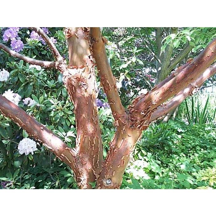 Nærbillede af et træ med glat, rødbrun, afskallet bark, omgivet af grønt løv og blomstrende hvide og lilla blomster i en have.