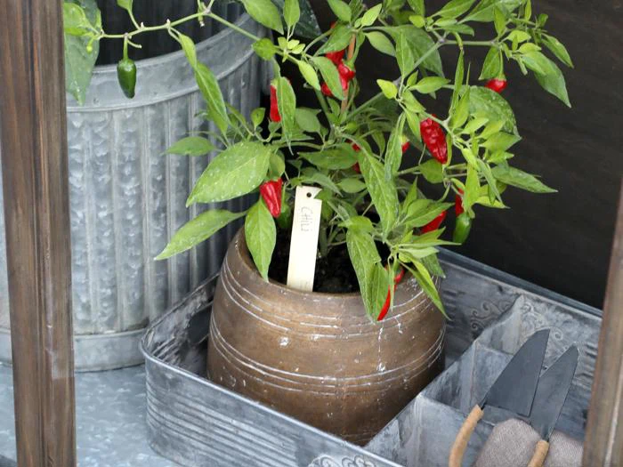En potteplante med røde peberfrugter og en etiket vokser på en metalbakke ved siden af haveredskaber og en metalbeholder i baggrunden.