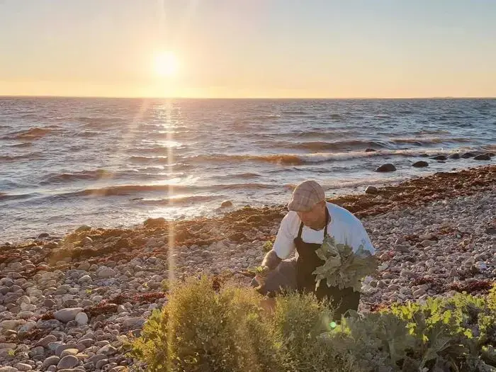 En person i forklæde og kasket plukker planter på en klippestrand ved solnedgang, mens solen skinner over havets bølger i baggrunden.