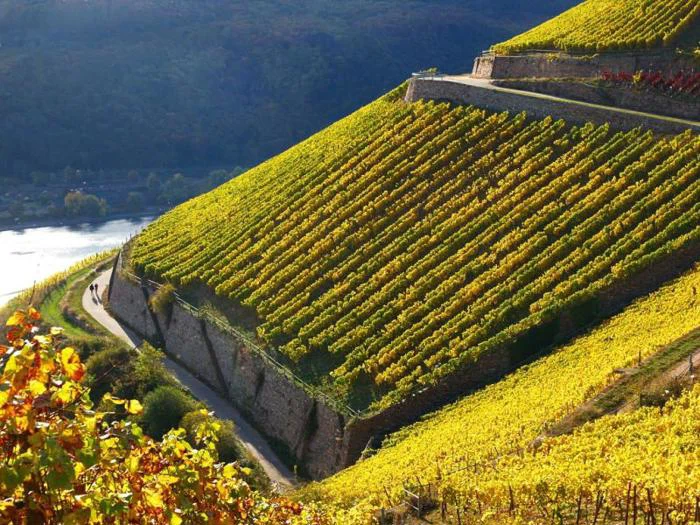 Vinmark på stejle skråninger med rækker af vinranker i efterårsfarver, stenterrasser og en snoet sti langs en flod nedenfor.