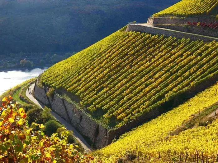 Sommerferie: 4-dages ferie kun 100 m fra Rhinen – Vin, natur og stemning på Hotel Zwei Mohren