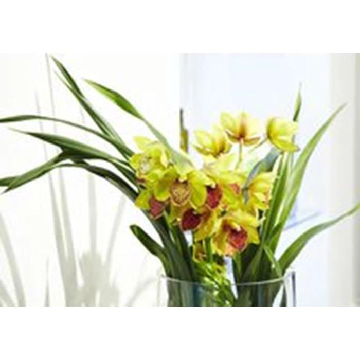 Gavekort á 200,- til Acacia Skjern