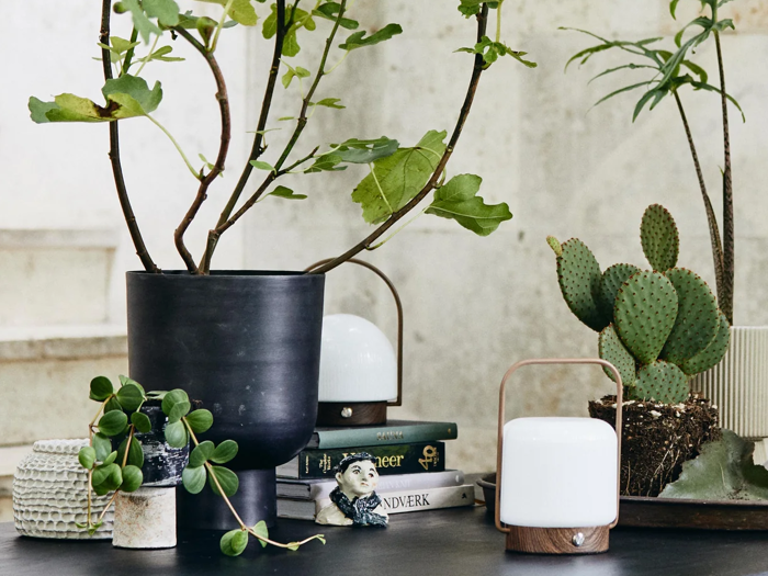 En sort krukke med grønne grene, en kaktus i en ribbet potte, små grønne potteplanter, to moderne lanterner, bøger og en lille figur arrangeret på et bord.