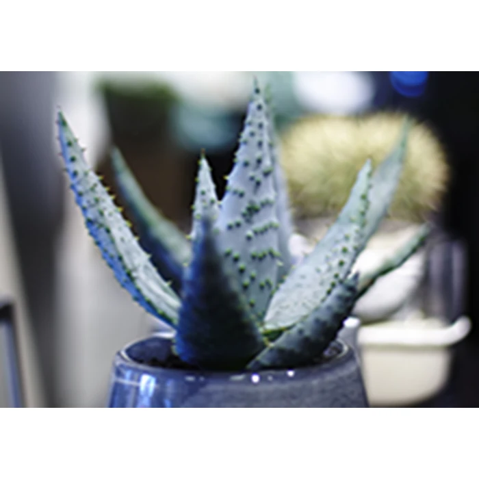 Gavekort á 200,- til Acacia Skjern