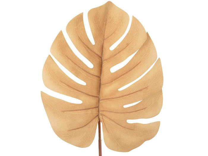 Et enkelt, stort, tørret monstera-blad i en lys brun farve, isoleret på en hvid baggrund.
