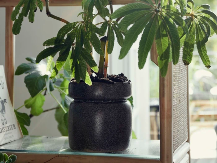 Nordal, Isa, Urtepotte, Sort, Stentøj, H:16 x Ø:15 cm