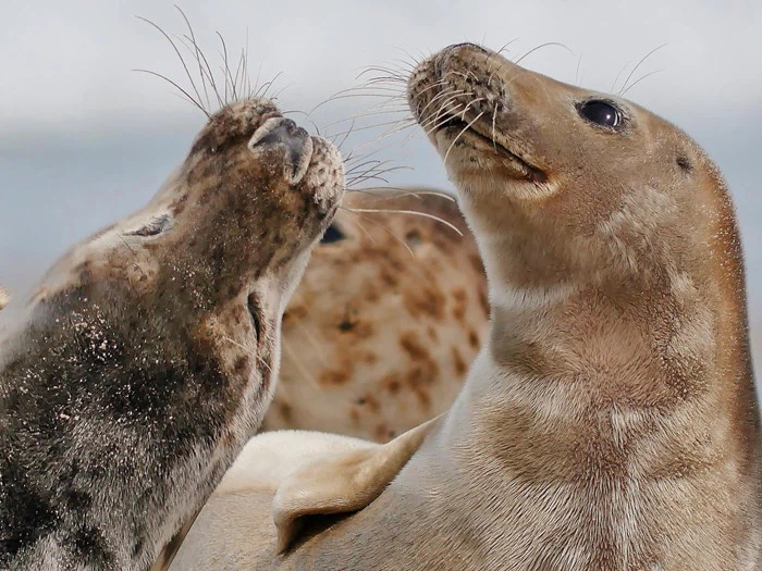 Ferie i Ribe Byferie Resort – med mulighed for julehygge hos Ribe Byferie 