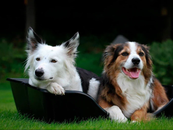 2Pak lille Wonderfold Hundekurven & Airflow hynden fra Coocoo Design 