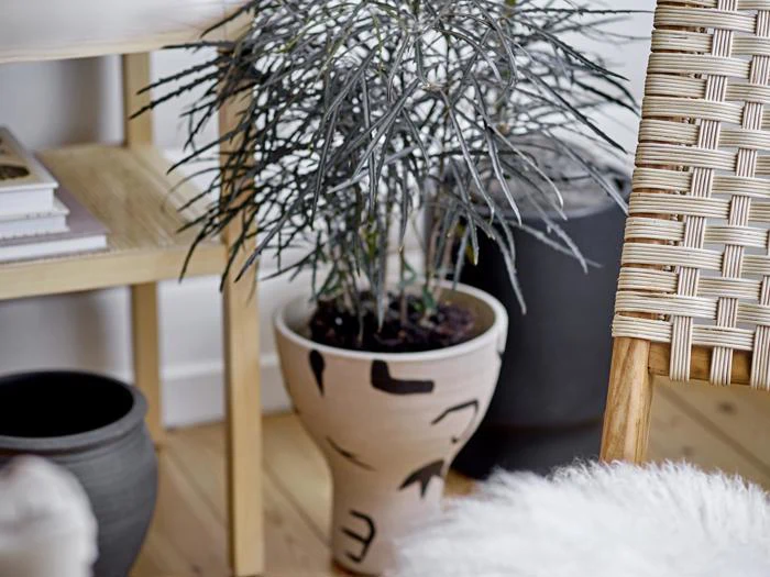 En potteplante med tynde, spidse blade står på et trægulv ved siden af en vævet stol, en bogreol og endnu en sort krukke.