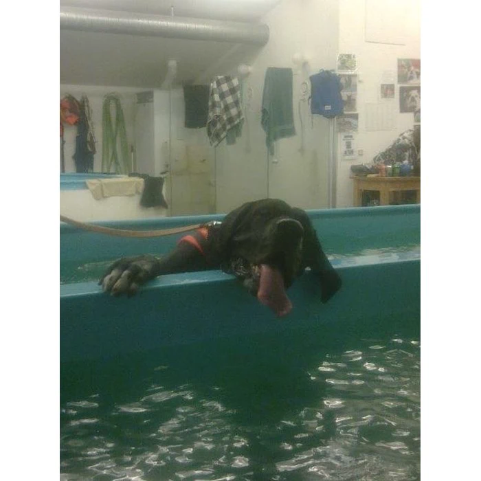 10 turs klippekort til Tåstrup Hundesvømning