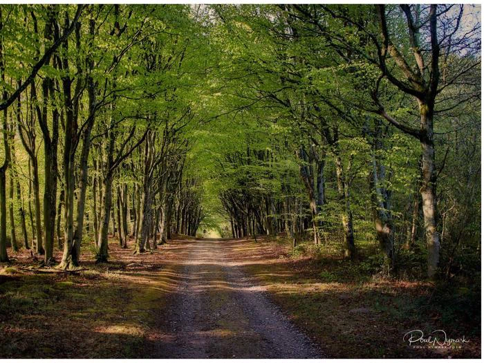 Jordstien er omkranset af høje, grønne træer, der danner en tunnel; sollyset filtreres gennem grenene og kaster skygger på jorden.