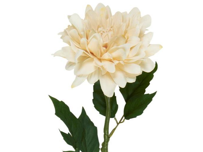 En enkelt ferskenfarvet dahliablomst med kronblade i flere lag og grønne blade på en lang stilk mod en hvid baggrund.