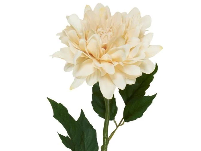 En enkelt cremefarvet dahliablomst med lagdelte kronblade og grønne blade på en stilk mod en hvid baggrund.