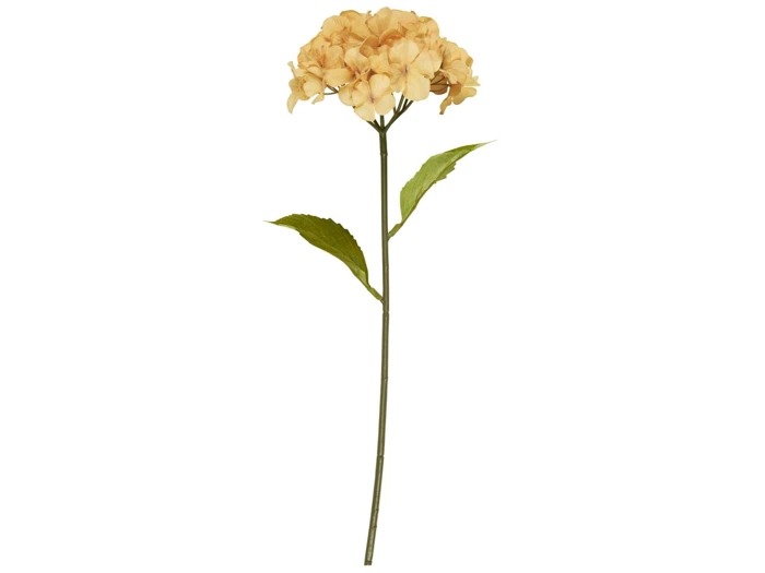 En enkelt stilk af en lys ferskenfarvet hortensiablomst med to grønne blade, isoleret på en hvid baggrund.