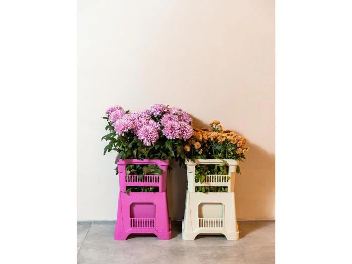 To potter med blomster, en med lyserøde blomster i en lyserød kasse og en med gul-orange blomster i en cremefarvet kasse, står på et gråt gulv mod en ensfarvet lys væg.