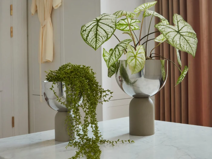 To moderne grå vaser på en marmoroverflade indeholder stueplanter; den ene med bladkaladium, den anden med slyngende grønt. Beige gardiner og en kjole hænger i baggrunden.