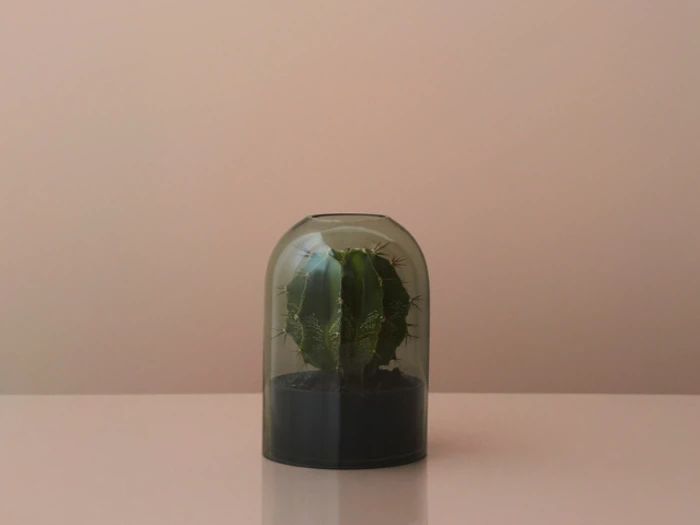 En lille grøn kaktus i en sort potte er lukket inde i en glaskuppel, der er placeret på en lys overflade med en almindelig beige baggrund.