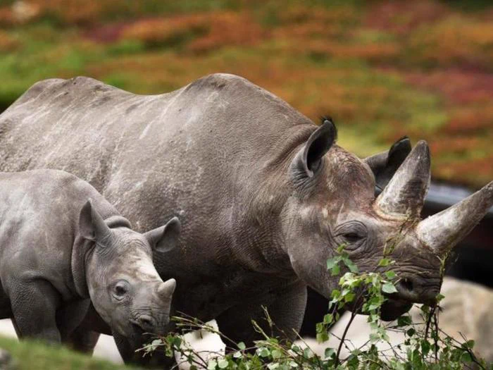 Dyrepasser for en dag ved Ree Park