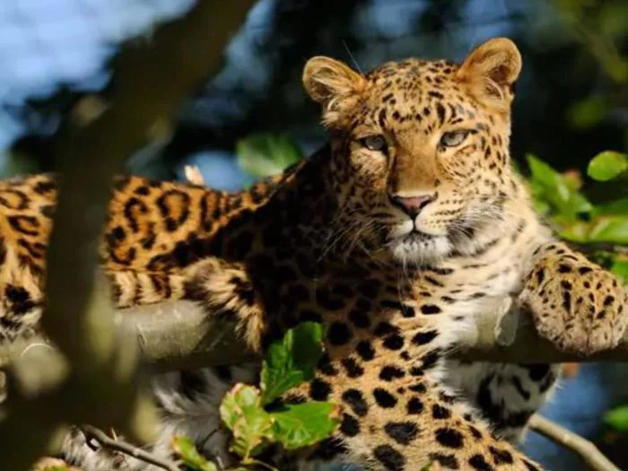 Dyrepasser for en dag ved Ree Park