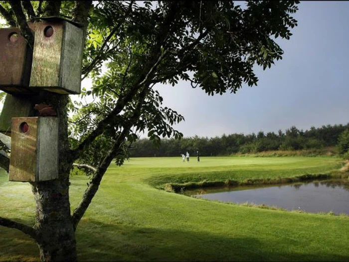 To forvitrede fuglehuse på et træ har udsigt over en grøn golfbane med tre mennesker i det fjerne nær en dam under en overskyet himmel.