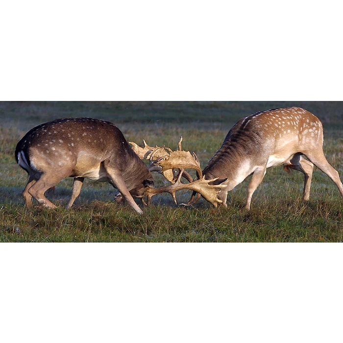 Årskort til Knuthenborg Safaripark