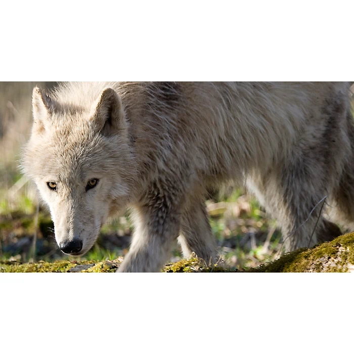 Årskort til Knuthenborg Safaripark