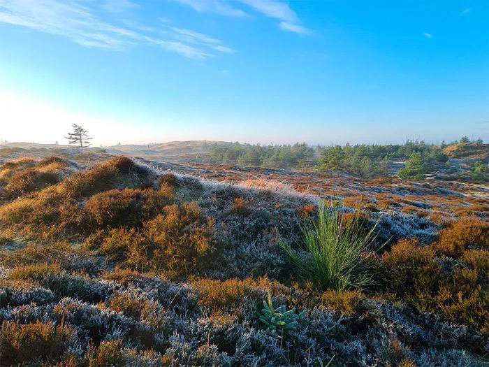 Et iskoldt hedelandskab med lave buske, pletter af grønt græs og fjerne træer under en klar blå himmel i det tidlige morgenlys.