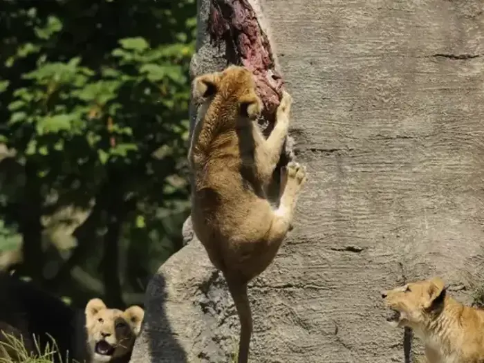 Dyrepasser for en dag ved Ree Park