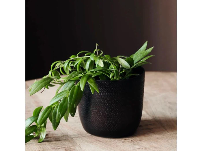 House Doctor, Chappra urtepotte, antik brun, h: 9 x ø: 9.5 cm