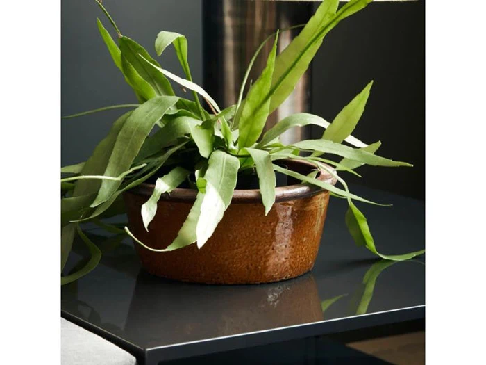 En grøn potteplante med lange, smalle blade i en rund, brun keramikpotte står på et mørkt bord.