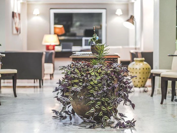 En stor potteplante med grønne og lilla blade står i midten af et lyst, moderne rum med stole, borde og lamper i baggrunden.