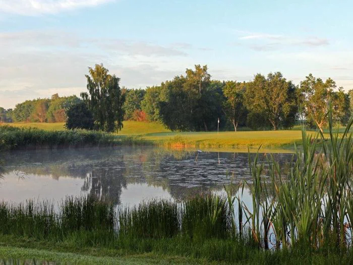 En rolig dam omgivet af højt grønt græs og siv, med træer og en græsmark i baggrunden under en blå himmel.