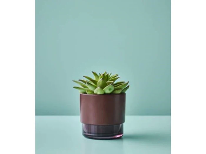 En grøn sukkulentplante i en brun potte står på en lyseblå overflade mod en lyseblå baggrund.