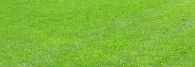 Plænegræs til ca 600 m2