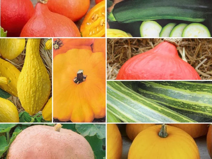 En collage af forskellige squash og kalebasser i forskellige former, størrelser og farver, herunder gule, grønne, orange og stribede varianter.